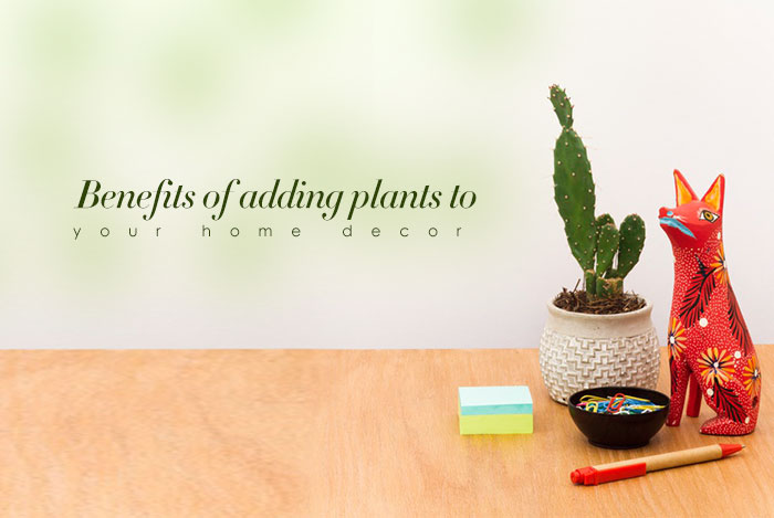  Benefits of adding plants to your home decor