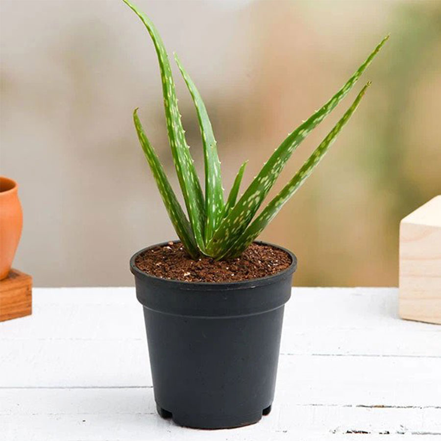 Aloe vera - Succulent Plant