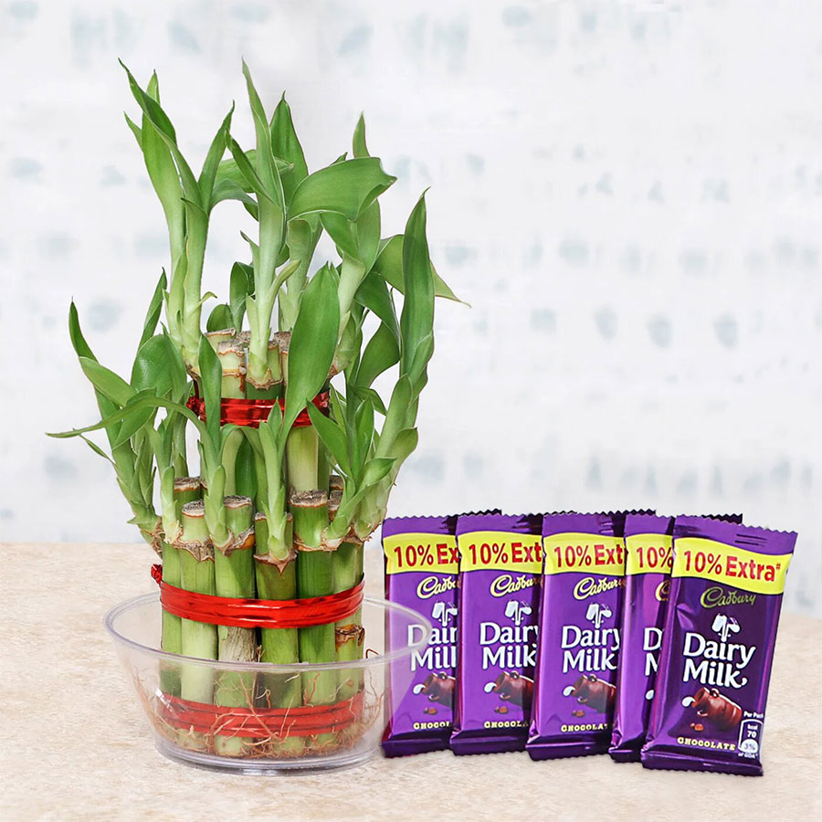 Two Layer Bamboo Plant With Dairy Milk Chocolates