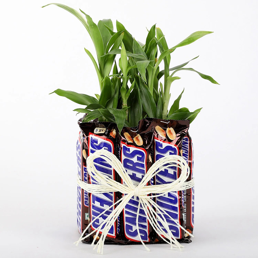 Two Layer Bamboo Plant With  Snickers