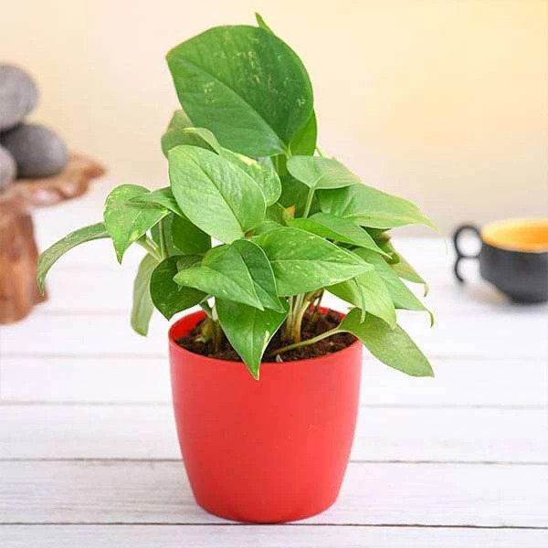 Money Plant, Scindapsus (Multicolor) - Plant