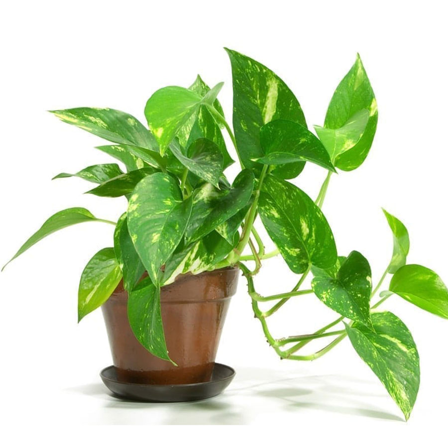 Gift Money Plant for Prosperity