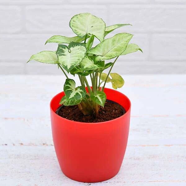 Syngonium variegated - (Air purify  Plant )