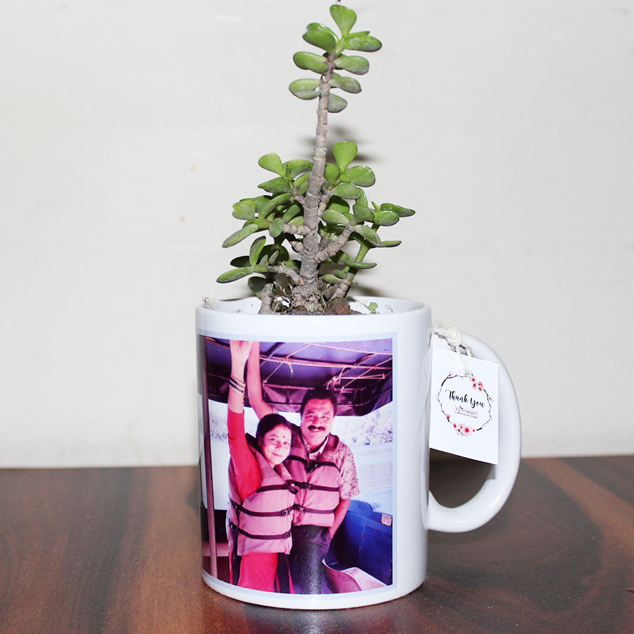  Good Luck Plant (Jade Plant ) with White Personalised Mug 
